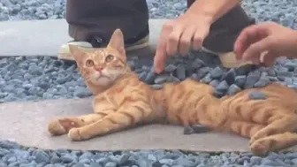 猫：'这届学生真没礼貌！“