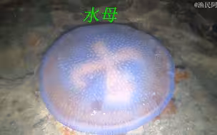 阿平赶海遇到了被搁浅的水母，还遇到了在捕猎的红蟹