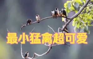 15只红腿小隼“开会”！最小猛禽超可爱