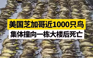 美国芝加哥：近1000只鸟集体撞向一栋大楼后死亡