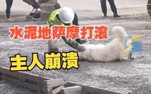 萨摩耶误入水泥工地变拼接狗