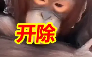 景区回应饲养员直播时用膝盖暴击猩猩脸部：饲养员被开除