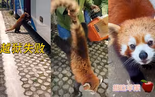 “越狱”失败！南通野生动物园小熊猫藏进大巴车 被工作人员捉回