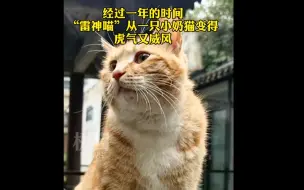胖成秤砣！雷神山流浪小奶猫一年后成胖橘