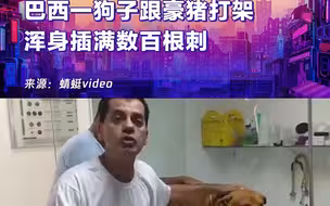 不是第一次了！巴西一狗子跟豪猪打架，浑身插满数百根刺