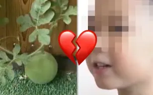 不是段子！开学前男孩暑假作业种的西瓜被偷 当事人：心“破”了