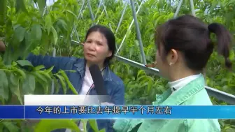 @吃货们 有口福啦~温岭新品油蟠桃将提前半个月成熟！