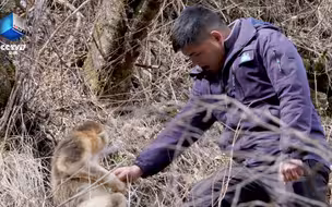 厉害了！金丝猴的语言都能听懂
