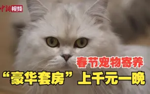 春节宠物寄养火爆 “豪华套房”上千元一晚