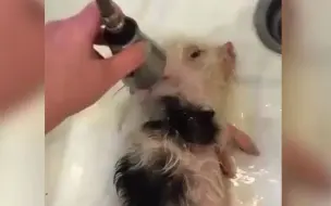 猪生安逸如此，难怪嘴角轻轻扬起了