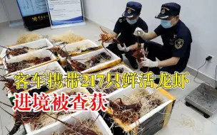 217只鲜活龙虾止步于港珠澳大桥，未依法办理检疫审批手续被查获