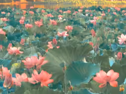 正是江南好风景，落花时节又逢君.
