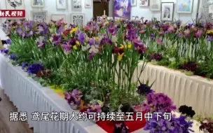 鸢尾文化节开幕 120余个品种盛放迎客