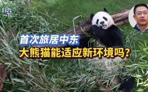 首次旅居中东，大熊猫能适应新环境吗？