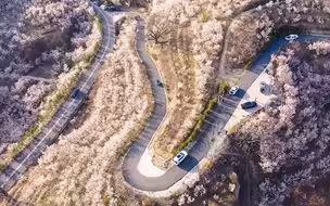 五莲县户部乡上沟村的樱桃花盛开，将大地装扮成了一幅壮丽的画卷。