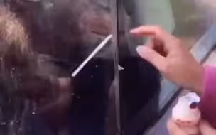 这是高手 ！动物园猩猩自带吸管向游客讨“酸奶”喝