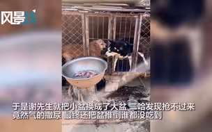 哈士奇隔笼抢金毛狗粮后续：被换上大铁盆 发现抢不走气的撒尿