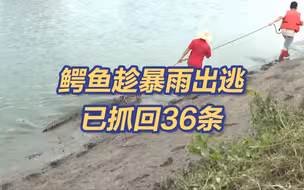 不要靠近！广东鳄鱼暴雨中出逃已抓回36条