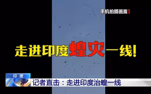直击印度治蝗一线：喷药后蝗虫成堆死去！