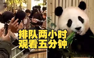顶流！韩国游客排队数小时看熊猫福宝5分钟