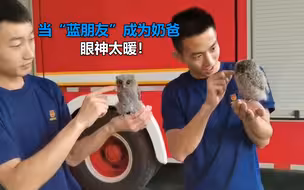 眼神充满关爱！当蓝朋友化身猫头鹰奶爸 网友直呼画风太暖