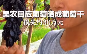 四川果农回应葡萄晒成葡萄干：30多亩葡萄晒伤，损失约30万元。