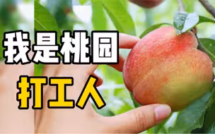 桃子季来了｜在桃园做一天“打工人”是怎样的一种体验？
