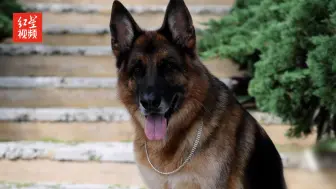 美国一豪宅挂牌出售 房主是身家数十亿的德国牧羊犬
