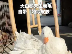起猛了，看到大鹅也穿“仙女裙”了！太优雅了🤩