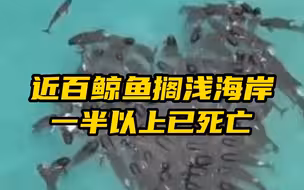 近百鲸鱼搁浅在澳大利亚海岸 一半以上已死亡