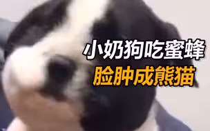 小奶狗吃蜜蜂后脸肿成球状被送去看兽医 网友：像个熊猫