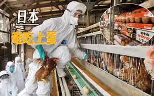 天灾遇上人祸，日本制造农产品，正在经历层层考验