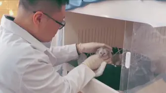 克隆猫“平安”出生