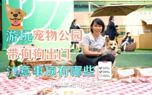 带狗狗出门嗨皮，要注意什么呢？