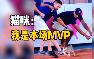 猫咪闯进美职棒比赛场地 观众：本场MVP！