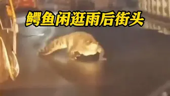 连日暴雨过后 印度街头现2米多鳄鱼悠哉“逛街”