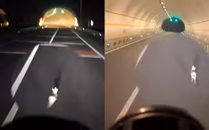 车兔赛跑？高速隧道前小兔子受惊领跑小轿车 小腿抡圆跑得比车还快