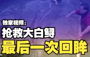 独家完整视频丨抢救大白鲟——最后一次回眸