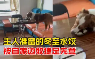 冬至水饺被边牧捷足先登，主人：它给我留了好几个