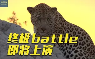 【野生动物大迁徙】雄性花豹的领地之战