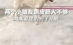 可可爱爱！两个小朋友跳皮筋人不够，喊来家里的狗子来站桩