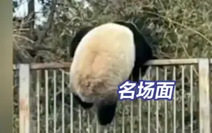 经典永流传~丫丫的准邻居萌兰越狱名场面