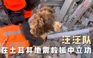 汪汪队在土耳其地震救援中立功