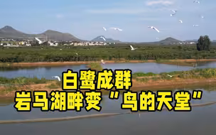 诗画山东丨白鹭成群舞翩跹 岩马湖畔变身“鸟的天堂”