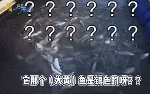 【风从海上来】为什么银色的鱼叫大黄鱼