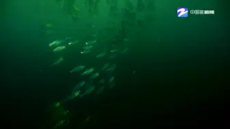 千岛湖拍到水下壮观包头鱼群