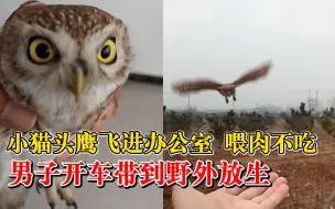 猫头鹰进办公室男子开车5公里放生：保护野生动物人人有责