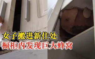 女子搬进新住处橱柜内发现巨大蜂窝：不知道咋处理，打算求助网友