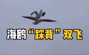 一只海鸥骑在同伴身上飞行