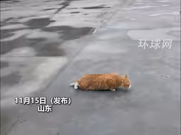 社恐喵星人外出旅游记，网友：妥妥的侦察猫